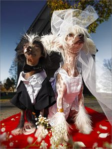Two_Chinese_Crested_Dogs_in_wedding_costumes